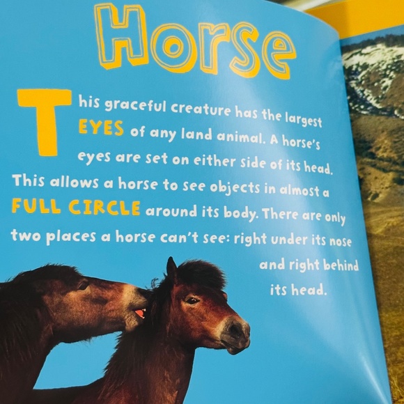 Who's Looking At You? Stephane Frattini Lift-the-Flap Picture Book - Picture 6 of 11